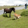 Dartmoor Ponies, Dartmoor, Devon