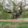 The Great Oak, Sherwood Forest. This huge tree is at least 800 years old