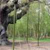 A picture of Sherwood Forest
