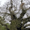 Great Oak, Sherwood Forest