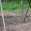 A grey Squirrel beneath the Great Oak, Sherwood Forest, Nottinghamshire