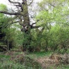 Sherwood Forest