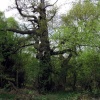 Sherwood Forest