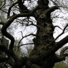 Sherwood Forest