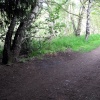 Sherwood Forest