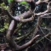 Sherwood Forest