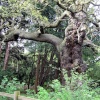 Sherwood Forest