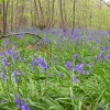 Wheelers Wood, Chippenham
