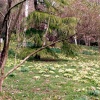 Spring primroses