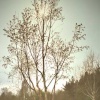 Spring sunshine