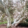Magnolia