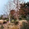 Grasses