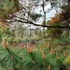 Fir cones