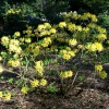 Coombe Wood