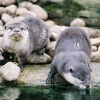 Daring Otters come down for a drink at Cotswolds Wildlife Park, Burford.