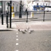 Reading, Berkshire-pidgeons and all..