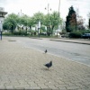 Staines (Middelsex) Surrey- pidgeons and all.