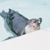 Chilled Penguin laps up the easy life at Cotswolds Wildlife Park, Burford.