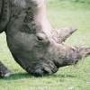 Chow down with the Rhinos at Cotswolds Wildlife Park, Burford