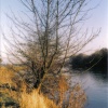 The Thames near Windsor, Berkshire