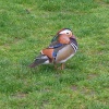 Mandurin Duck, St. James Park, London