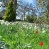Beaulieu Daffodils