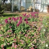 Charles Darwin's House - Tulips