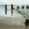A washed up branch at Gorleston-on-Sea, Norfolk