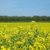 Fields of Yellow