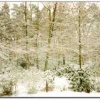 Winter in Tilgate Forest Country Park