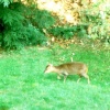 Monkjack Deer in Tilgate Forest Country Park