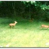 Baby Roe Deer in Tilgate Forest Country Park near the Forest Bed and Breakfast