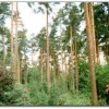 Pine Forest in Tilgate Forest Country Park near the Forest Bed and Breakfast