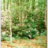 Rhodedenrun Shrubs in Tilgate Forest Country Park