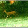 Roe Deer Running in Tilgate Forest Country Park near The Forest Bed and Breakfast