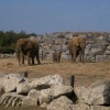 Colchester Zoo