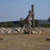 Colchester Zoo