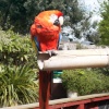 Colchester Zoo