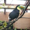 Colchester Zoo