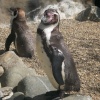 Colchester Zoo