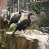 Colchester Zoo