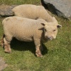 Colchester Zoo, Essex
