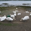 The Swans At Mistley