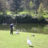 Feeding the geese
