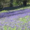 Bluebells at Winkworth Arboretum, Surrey - 