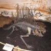 Dimetrodon