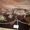 Sabre Toothed Cat