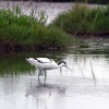 Avocet at Dunwich