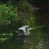 A heron at Bushy Park, London