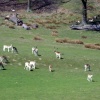 Knole Deer Park, Kent. The only remaining medieval deer park in Kent.